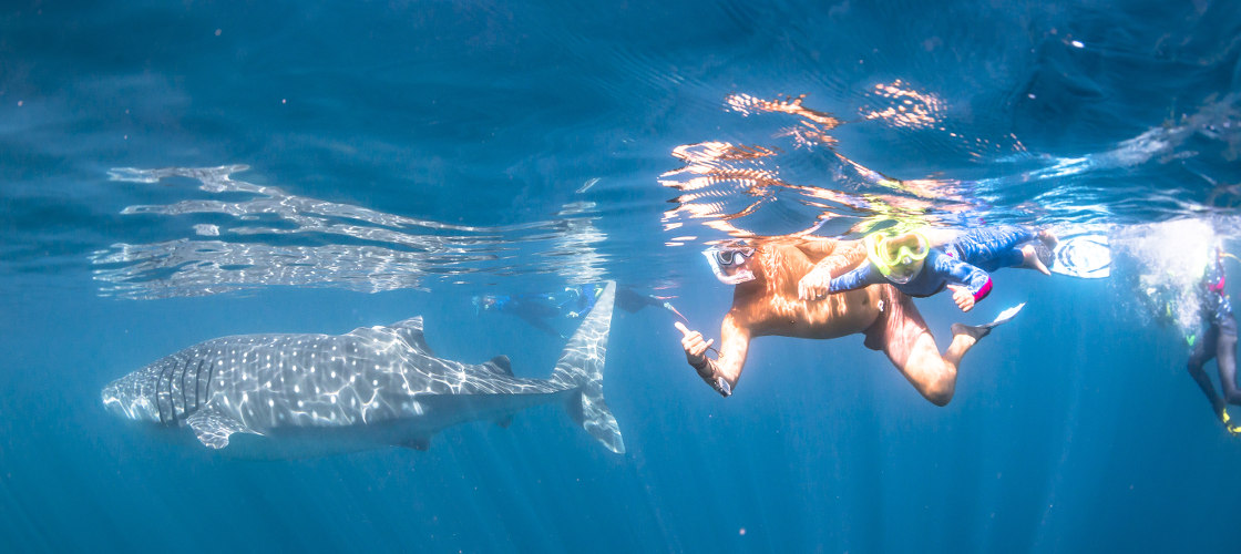 Whale Shark Swim and Catamaran Cruise