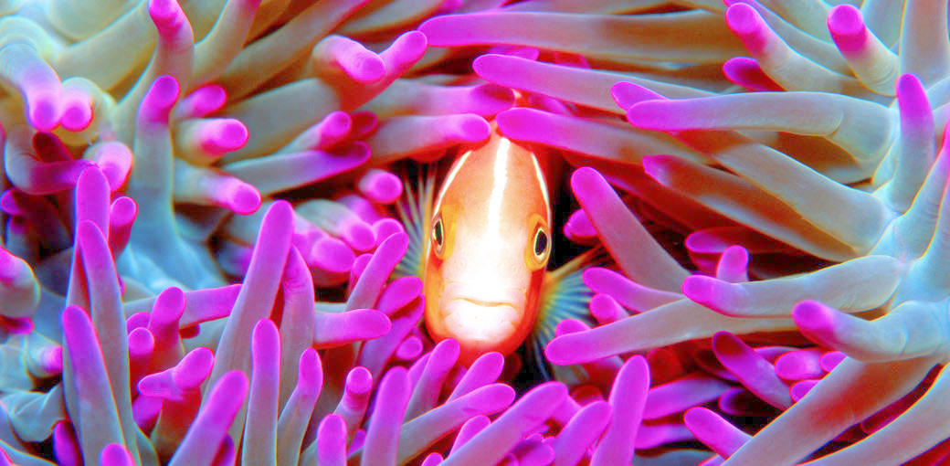 Great Barrier Reef Cruise to Hardy Reef Pontoon