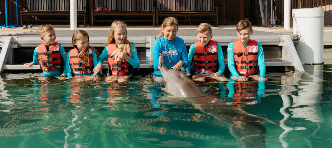 Sea World Dolphin Deep Water Adventure