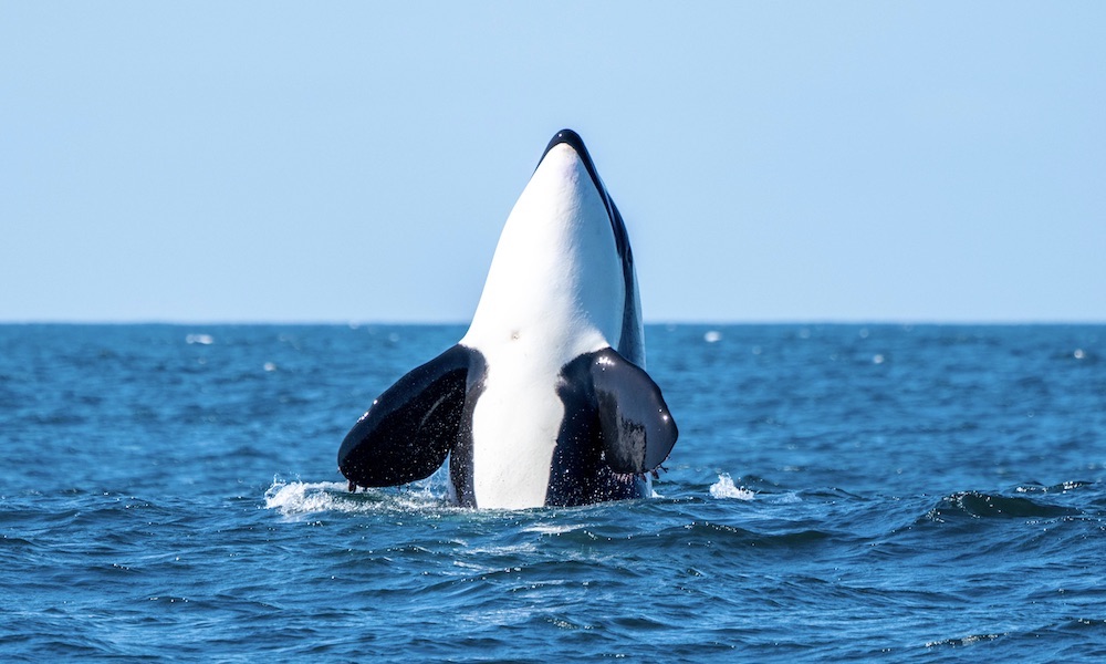 Byron Bay Whale Watching Premier Cruise