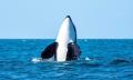 Byron Bay Whale Watching Premier Cruise Thumbnail 5