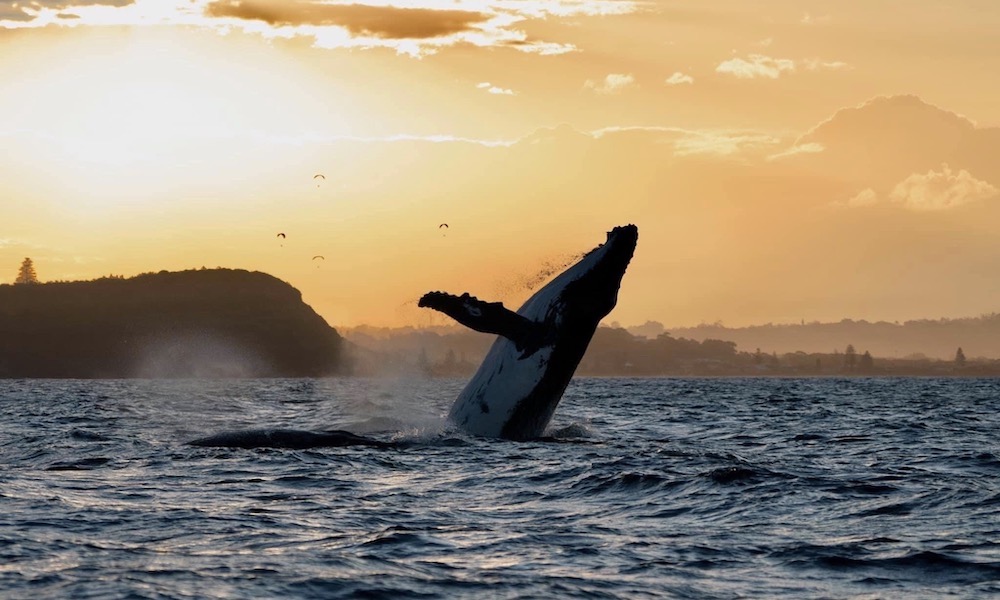 Byron Bay Whale Watching Premier Cruise