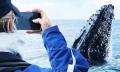 Byron Bay Whale Watching Premier Cruise Thumbnail 3