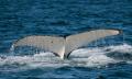 Byron Bay Whale Watching Premier Cruise Thumbnail 4