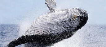 Byron Bay Whale Watching Premier Cruise Thumbnail 2