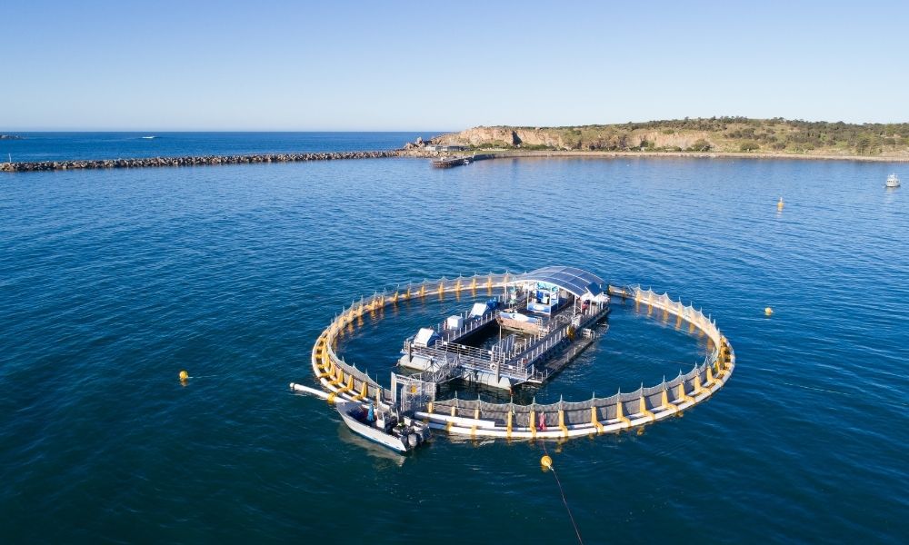 Victor Harbor Swim with the Tuna Experience