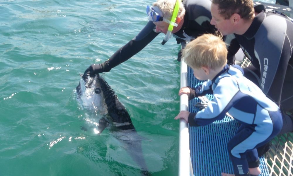 Victor Harbor Swim with the Tuna Experience