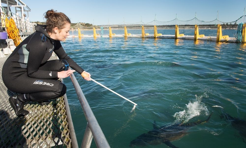 Victor Harbor Swim with the Tuna Experience