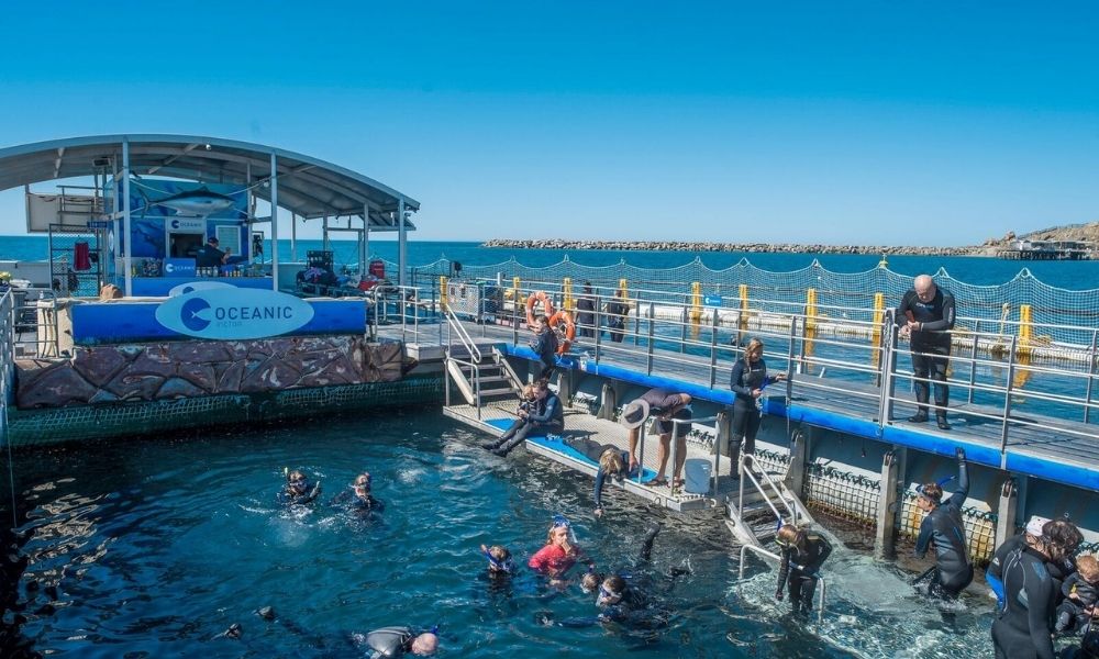 Victor Harbor Swim with the Tuna Experience