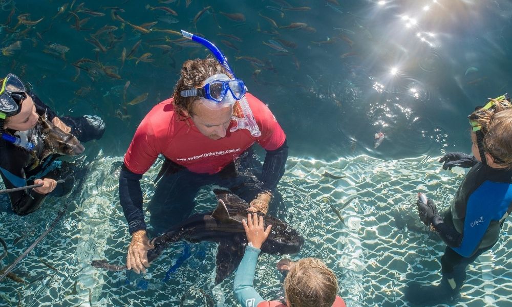 Victor Harbor Swim with the Tuna Experience