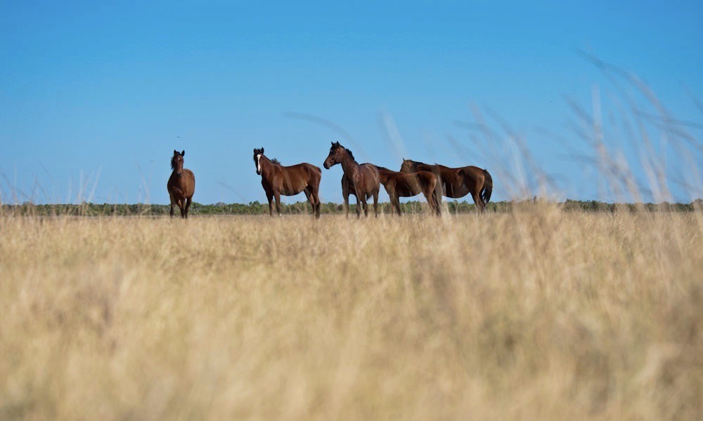 Willie Creek Pearl Farm Tour with Transfers from Broome