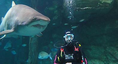 Shark Diving at SEA LIFE Sydney Aquarium