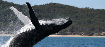 Hervey Bay 3 Hour Whale Watching Cruise Thumbnail 5