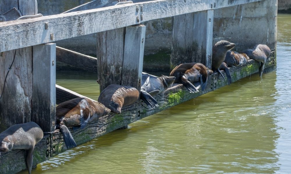 Coorong Full Day Cruise including Lunch