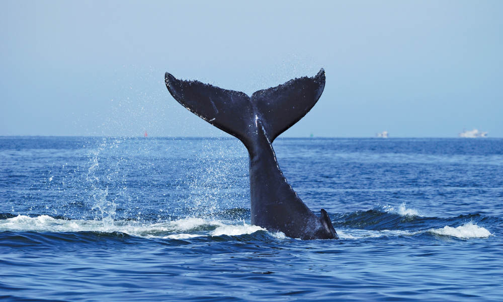 Sydney Breakfast Whale Watch Cruise | Experience Oz