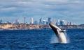 Sydney Weekend Whale Watching Cruise including Breakfast Thumbnail 4
