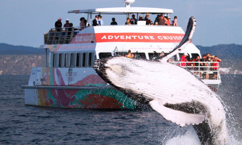 4 hour Hervey Bay Whale Watching Cruise Nature and Wildlife Adventure Animals Hervey Bay Boat Club Buccaneer Dr Urangan QLD 4655