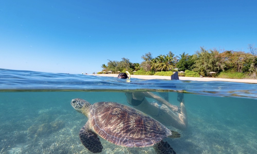 Low Isles Morning Cruise
