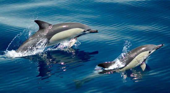 Dolphin Watching And Cruise Experience Oz