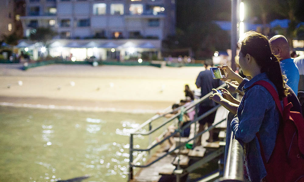 Tangalooma Island Resort Day Tour with Lunch & Wild Dolphin Viewing