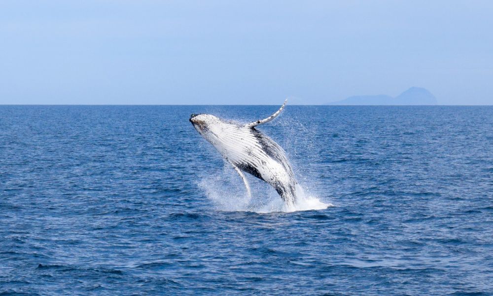 whale watching cruise wilsons prom