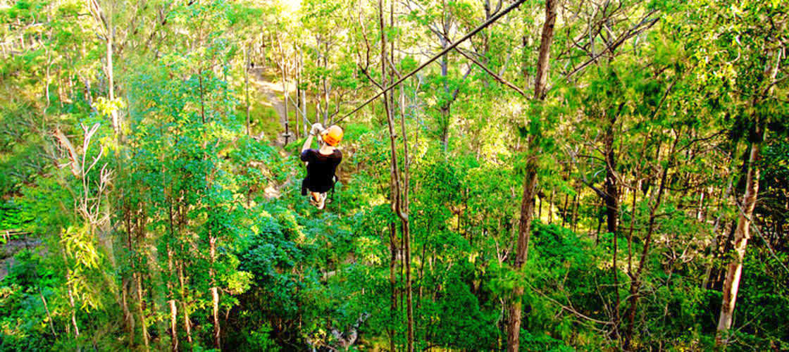 Gold Coast Hinterland Junior TreeTop Challenge