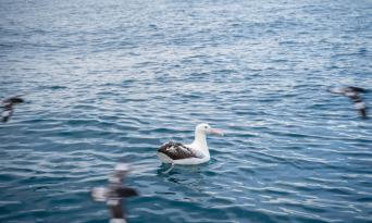 Otago Peninsula Wildlife Cruise Thumbnail 3