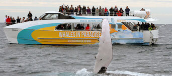Whale Watching Cruise from Surfers Paradise Thumbnail 3