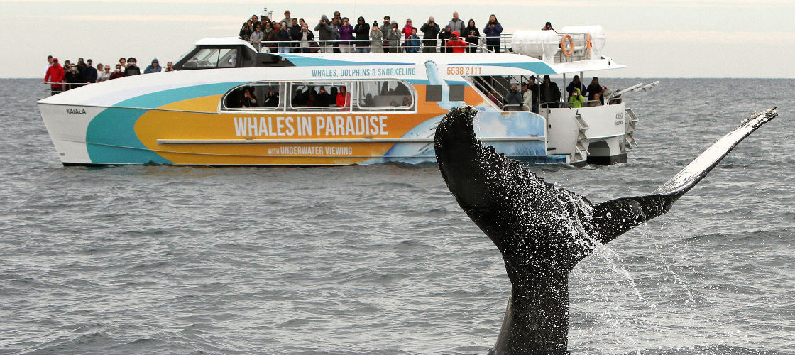 Whale Watching Cruise from Surfers Paradise