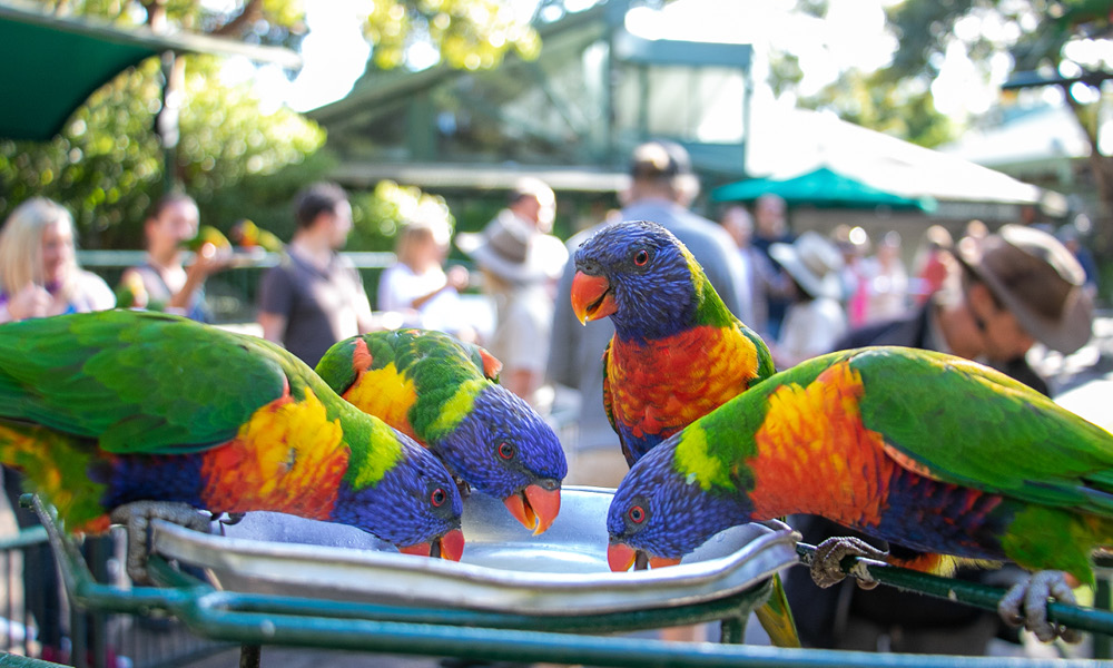 Currumbin Wildlife Sanctuary Tickets