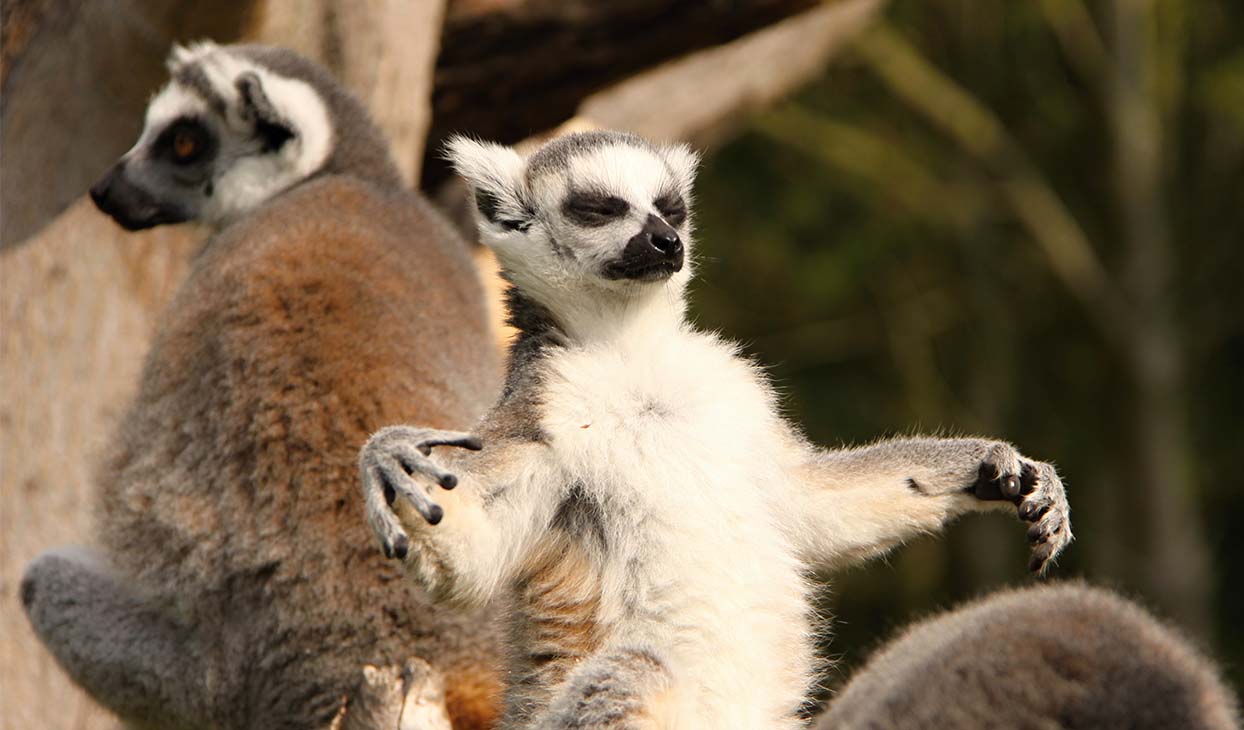 Currumbin Wildlife Sanctuary Tickets