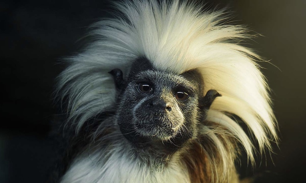 Currumbin Wildlife Sanctuary Tickets