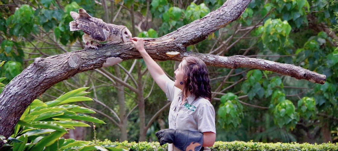 Currumbin Wildlife Sanctuary Ticket Deals Experience Oz