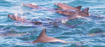Jervis Bay Dolphin Watching Day Tour from Sydney Thumbnail 3