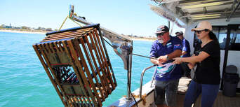 Rock Lobster Fishing With Ocean To Plate Lobster Lunch Thumbnail 5