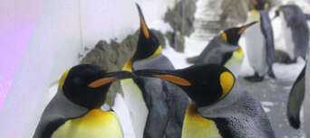 Penguin Encounter at SEA LIFE Melbourne Aquarium Thumbnail 3