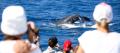 Whale Watch Cruises from Cairns Thumbnail 4