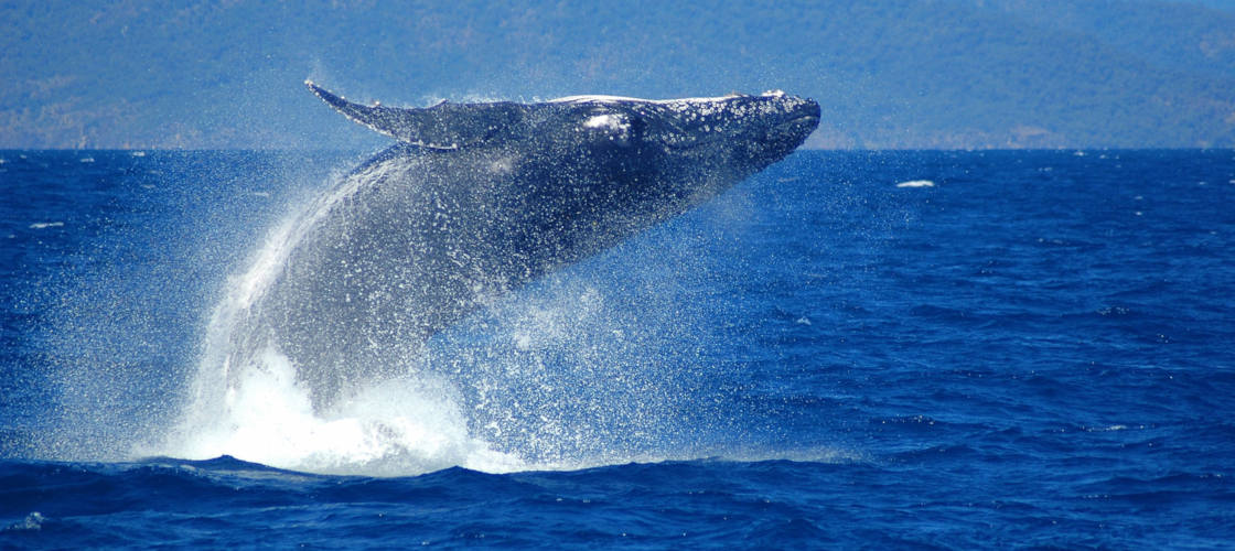 Cairns Whale Watching and Fitzroy Island Adventure Experience Oz