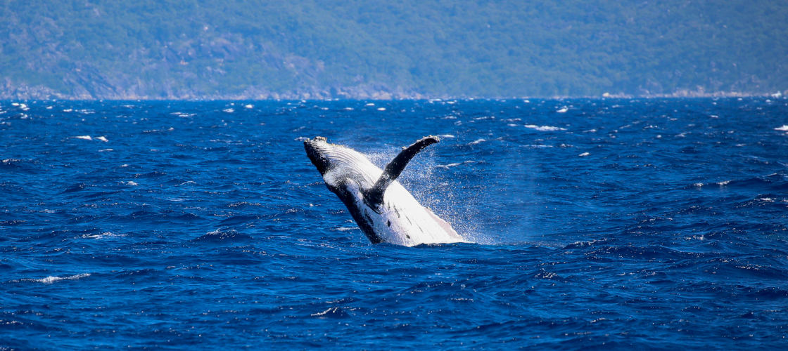 Cairns Whale Watching and Fitzroy Island Adventure Experience Oz