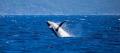 Whale Watch Cruises from Cairns Thumbnail 2