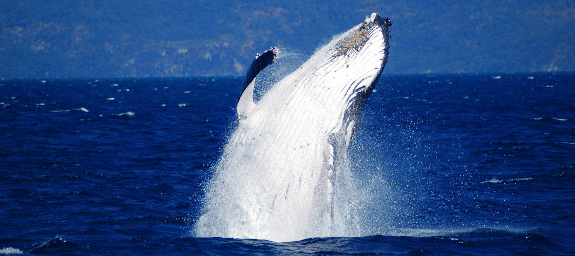 Whale Watch Cruises from Cairns Nature and Wildlife Adventure Animals Reef Fleet Terminal 1 Spence St Cairns Qld 4870