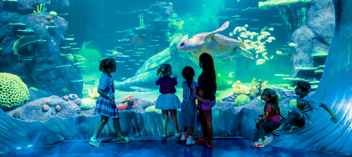 Sydney 4 Attractions Pass with Lunch and Cruise