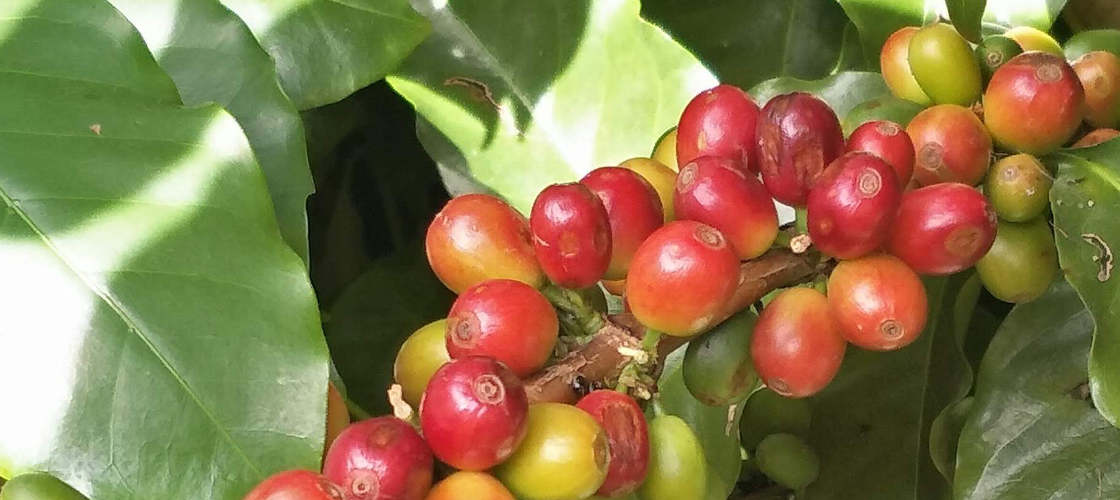 Laneways and Cafe Tour