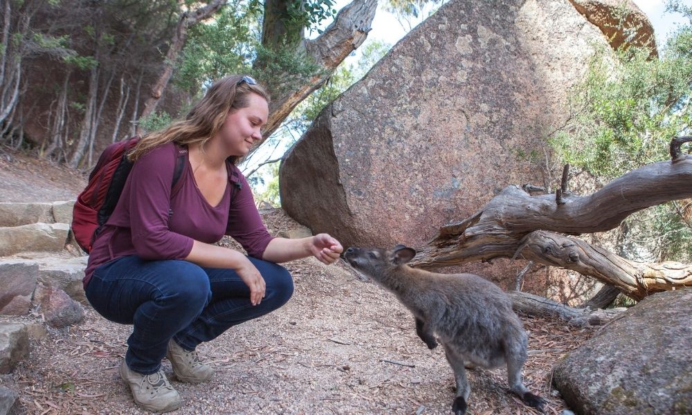 1 Day Scenic Tour from Hobart to Launceston