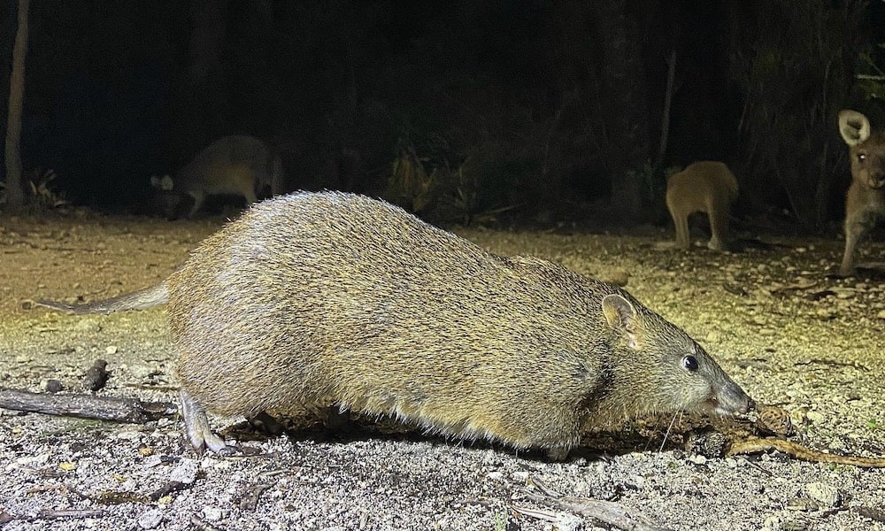 The Margaret River Nocturnal Wildlife Tour