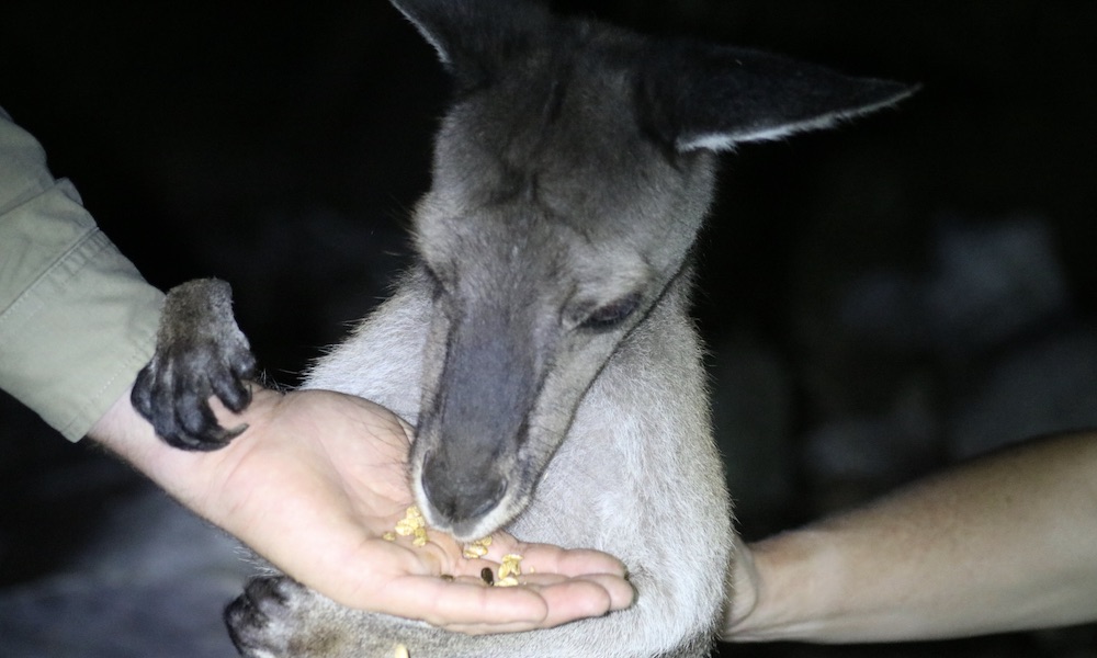 The Margaret River Nocturnal Wildlife Tour