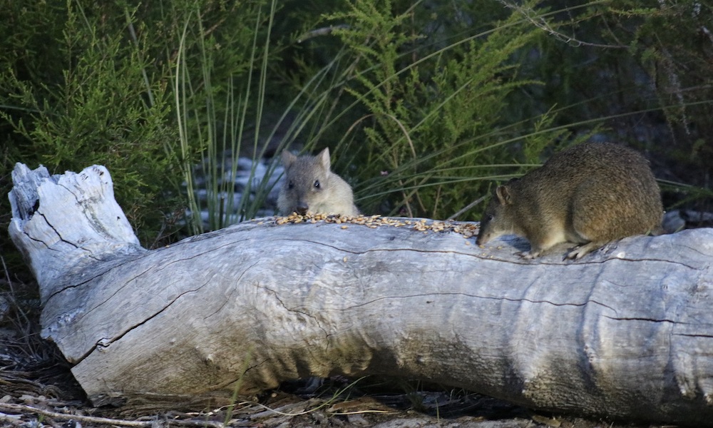 The Margaret River Nocturnal Wildlife Tour