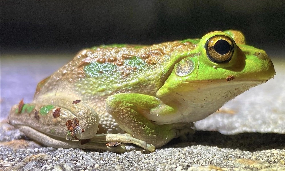 The Margaret River Nocturnal Wildlife Tour