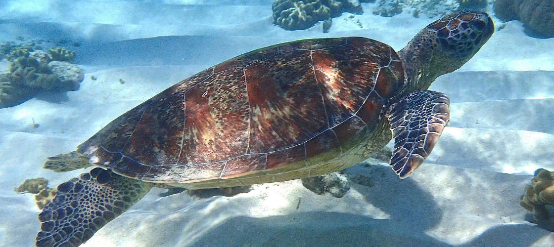 Outer Great Barrier Reef Sailing Cruise