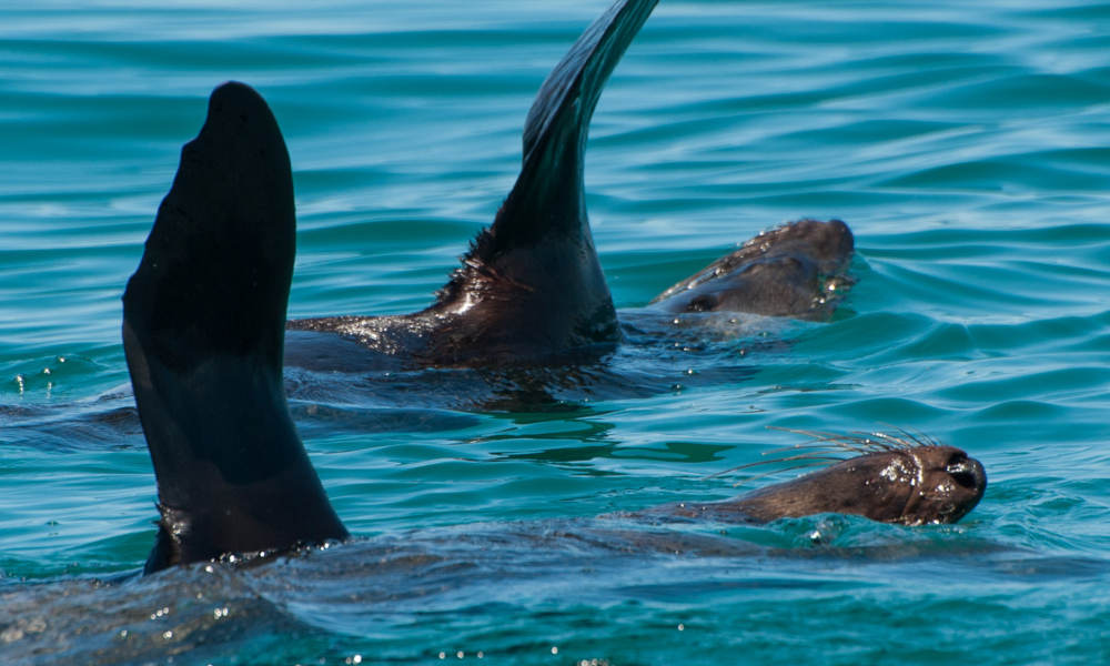 Dolphin and Seal Watching Eco Adventure Cruise